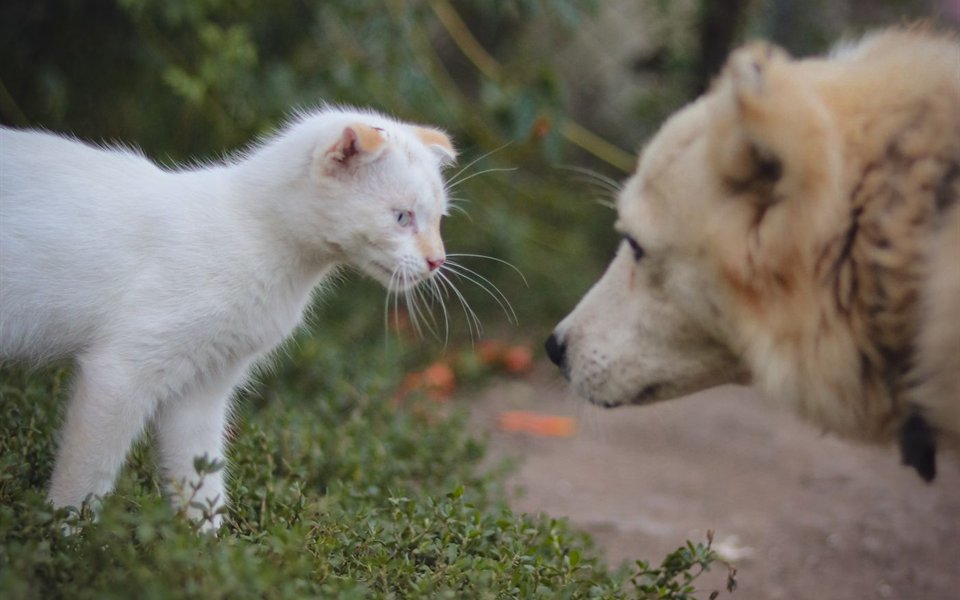 A cat and a dog meeting nose to nose